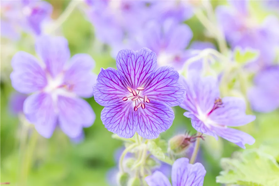 Geranium renardii 'Terre Franche'
