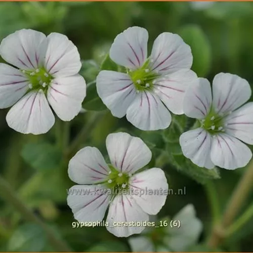 Gypsophila cerastioides