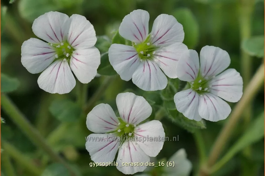 Gypsophila cerastioides