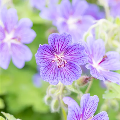 Geranium renardii 'Terre Franche'