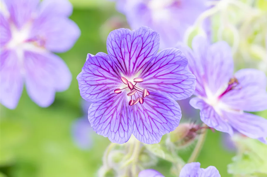 Geranium renardii 'Terre Franche'