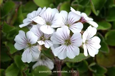 Gypsophila cerastioides