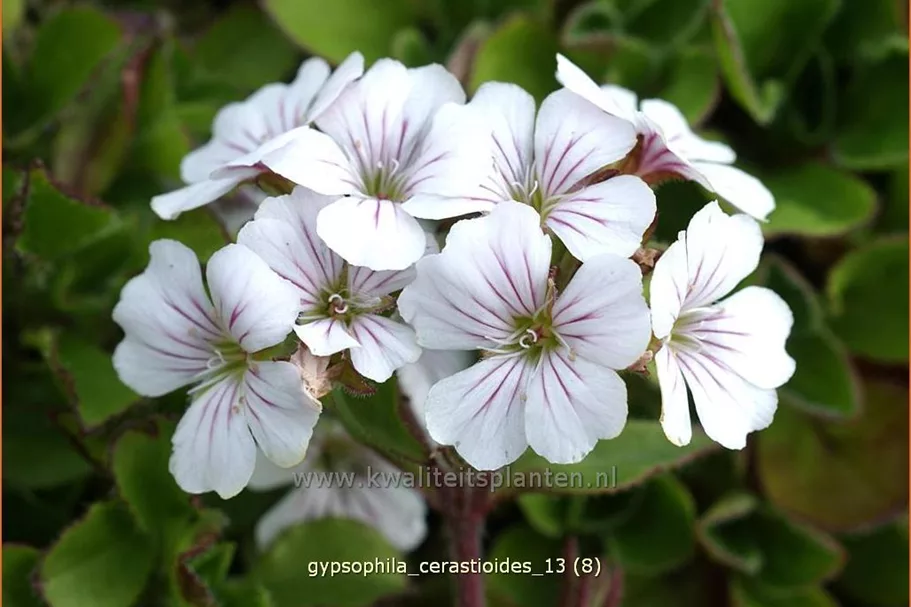 Gypsophila cerastioides