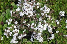 Gypsophila cerastioides