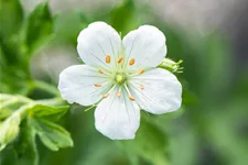 Geranium sanguineum 'Album'