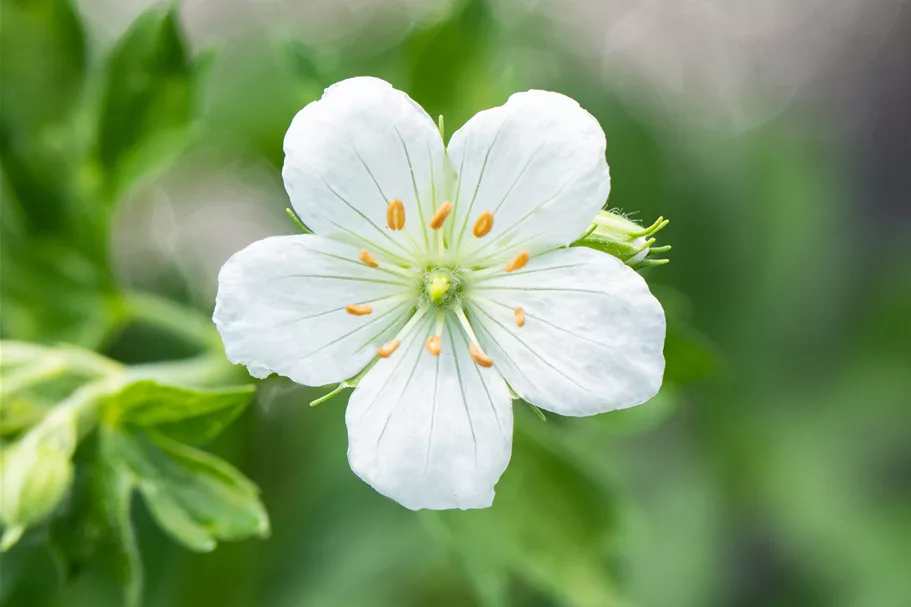 Geranium sanguineum 'Album'