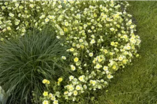 Helianthemum cultorum 'Elfenbeinglanz'