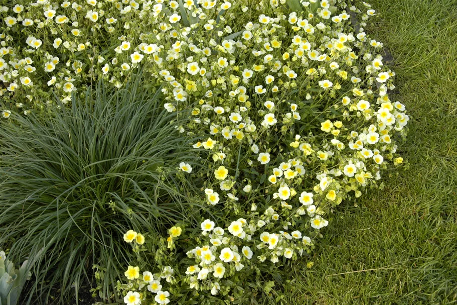 Helianthemum cultorum 'Elfenbeinglanz'