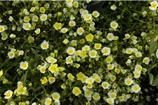 Helianthemum cultorum 'Elfenbeinglanz'