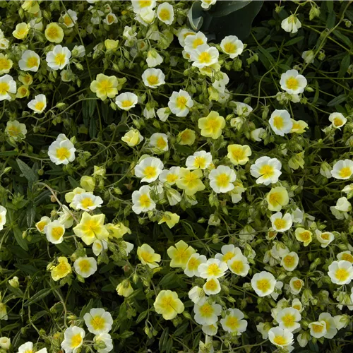Helianthemum cultorum 'Elfenbeinglanz'