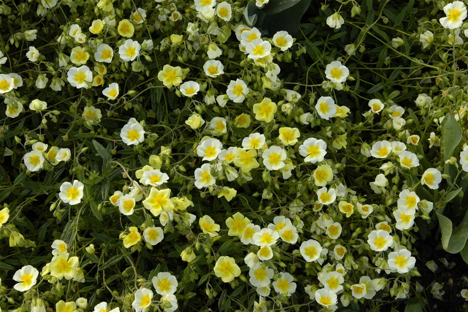 Helianthemum cultorum 'Elfenbeinglanz'