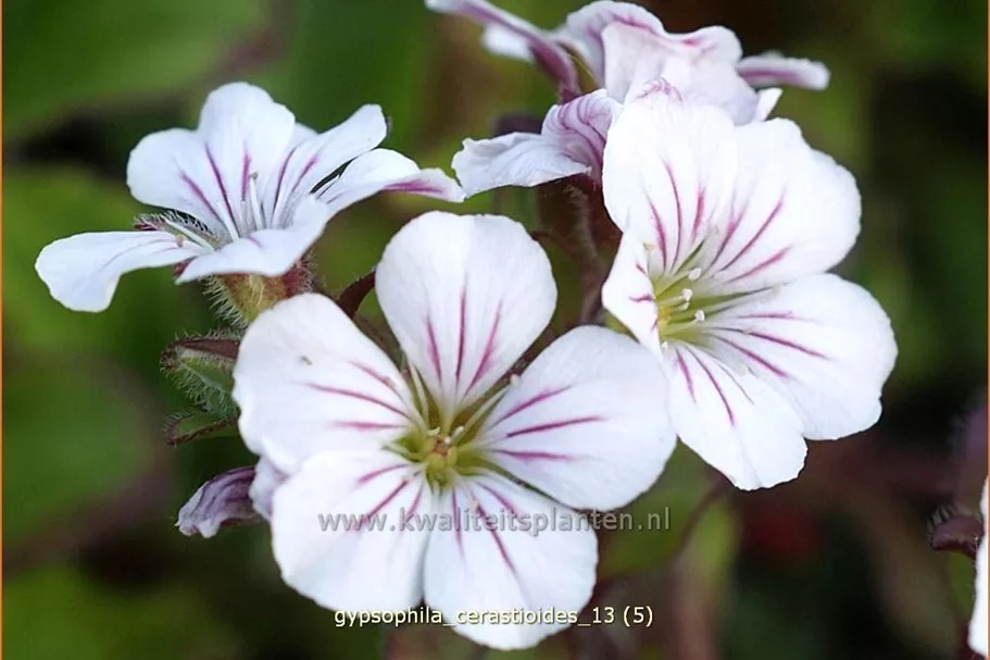 Gypsophila cerastioides
