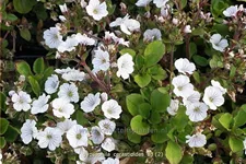 Gypsophila cerastioides