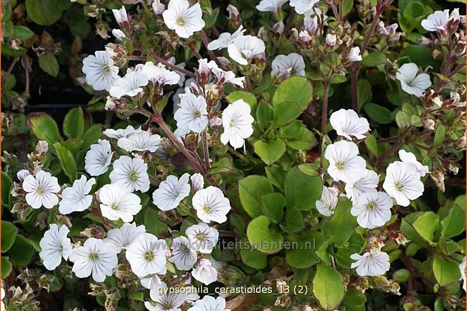 Gypsophila cerastioides