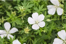 Geranium sanguineum 'Album'