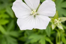 Geranium sanguineum 'Album'