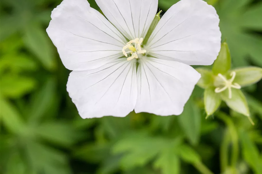 Geranium sanguineum 'Album'