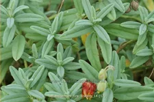 Helianthemum 'Fire Dragon'