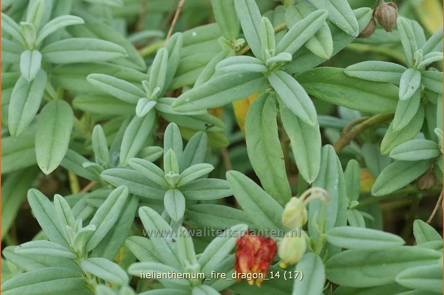 Helianthemum 'Fire Dragon'