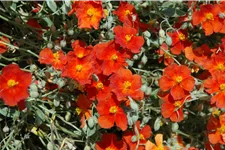 Helianthemum 'Fire Dragon'