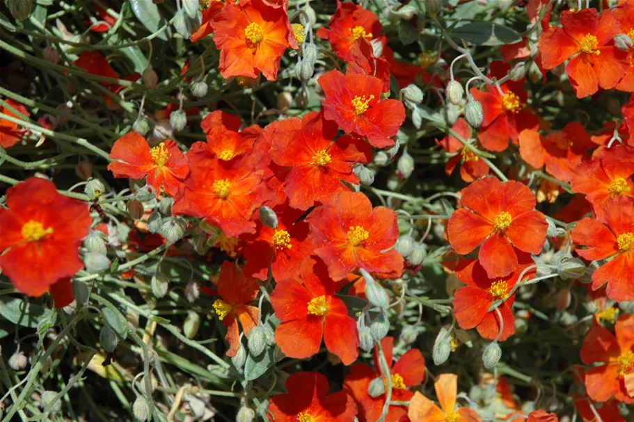 Helianthemum 'Fire Dragon'