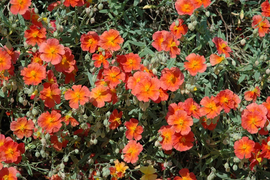 Helianthemum 'Fire Dragon'
