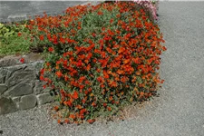 Helianthemum 'Fire Dragon'