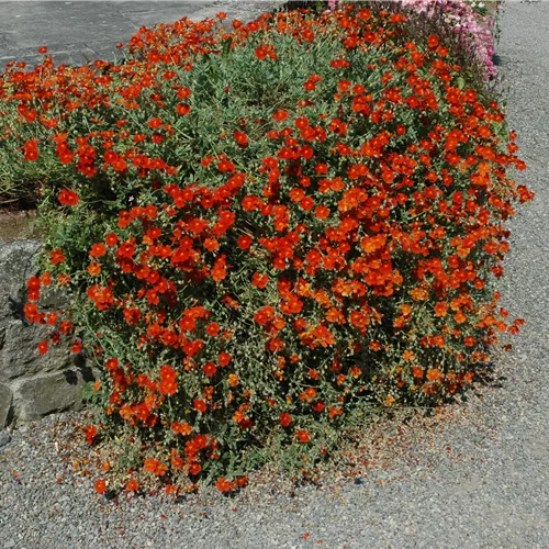 Helianthemum 'Fire Dragon'