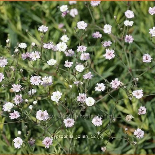 Gypsophila 'Jolien'