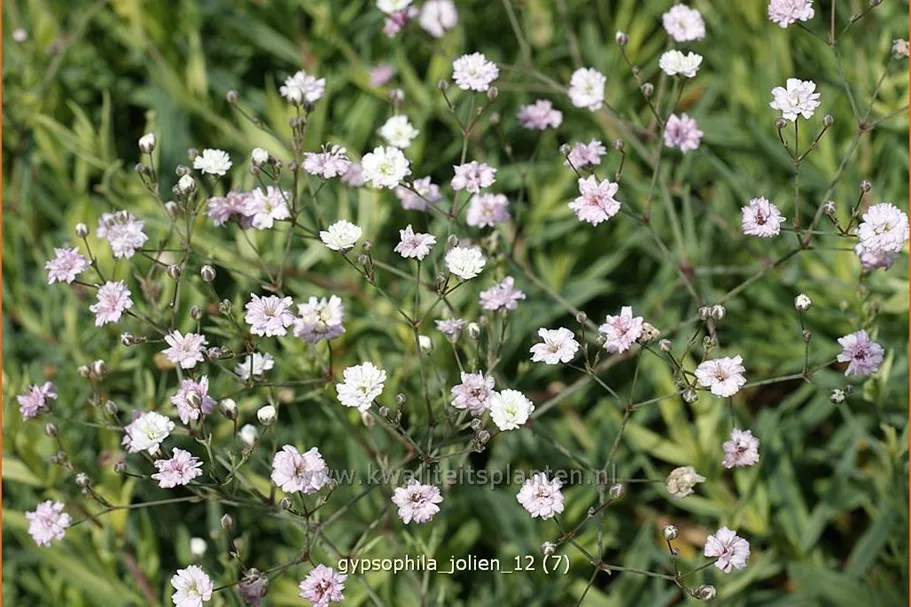 Gypsophila 'Jolien'