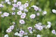Gypsophila 'Jolien'