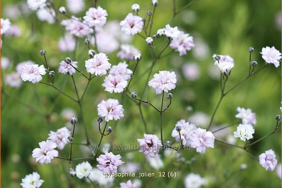 Gypsophila 'Jolien'