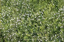 Gypsophila 'Jolien'
