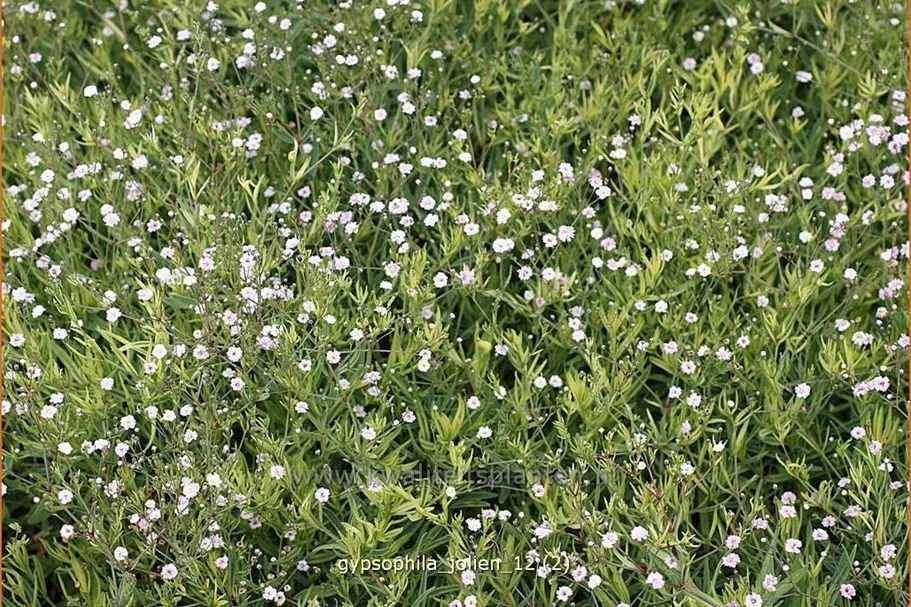 Gypsophila 'Jolien'