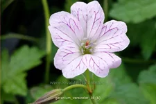 Geranium versicolor