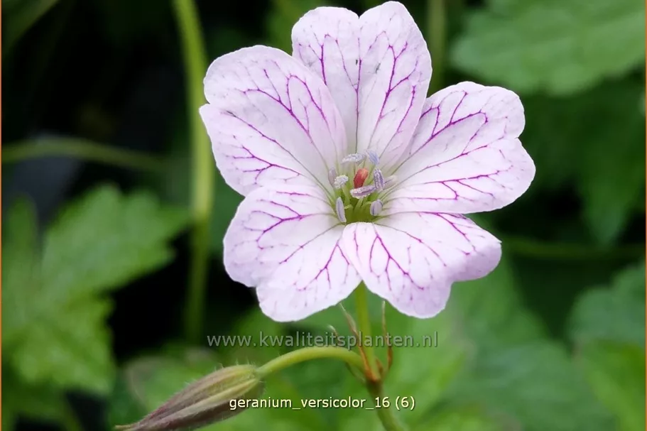 Geranium versicolor