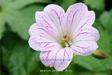 Geranium versicolor