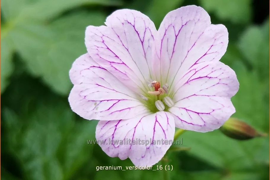 Geranium versicolor
