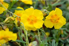 Helianthemum cultorum 'Golden Queen'