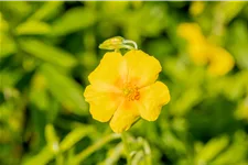 Helianthemum cultorum 'Golden Queen'