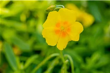 Helianthemum cultorum 'Golden Queen'