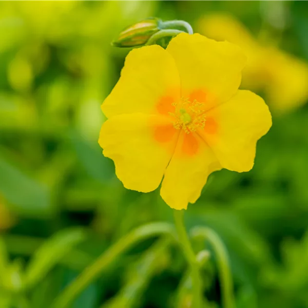 Helianthemum cultorum 'Golden Queen'