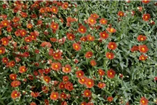 Helianthemum cultorum 'Bronzeteppich'