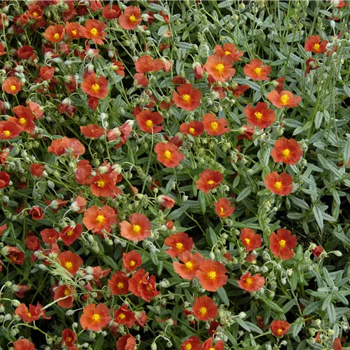 Helianthemum cultorum 'Bronzeteppich'