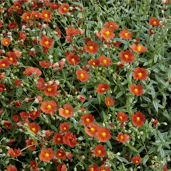 Helianthemum cultorum 'Bronzeteppich'