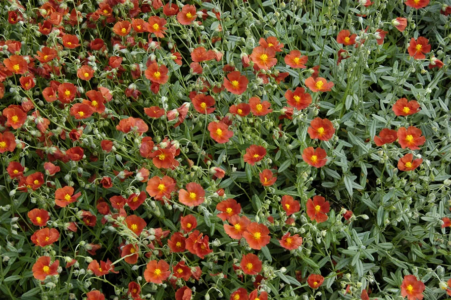 Helianthemum cultorum 'Bronzeteppich'