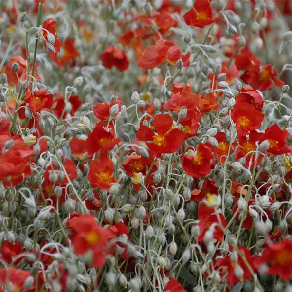 Helianthemum cultorum 'Henfield Brilliant'