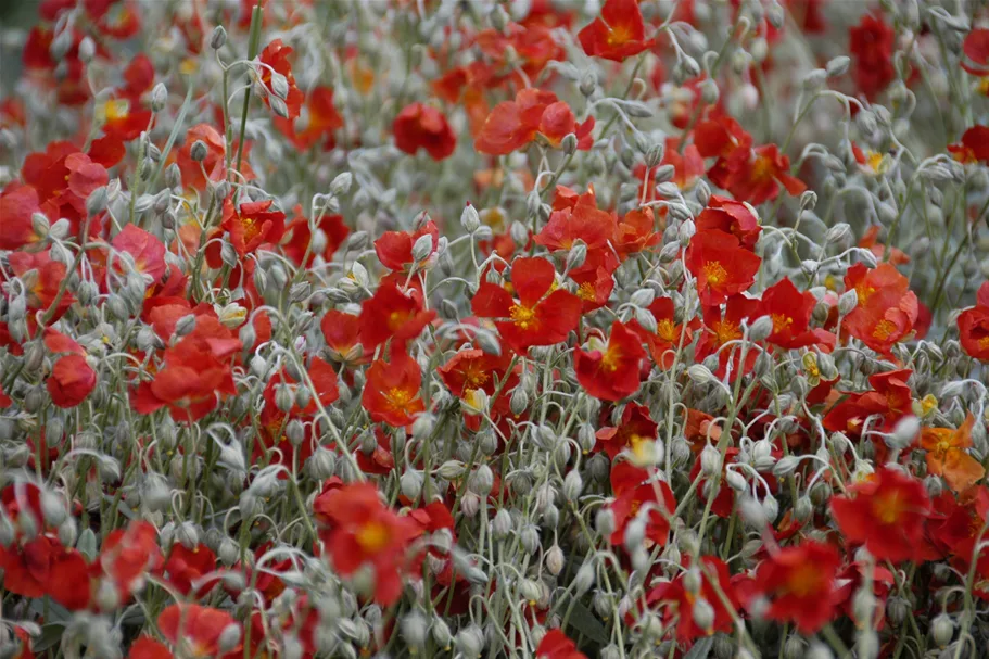 Helianthemum cultorum 'Henfield Brilliant'