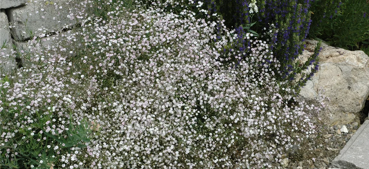 Gypsophila paniculata 'Schneeflocke'