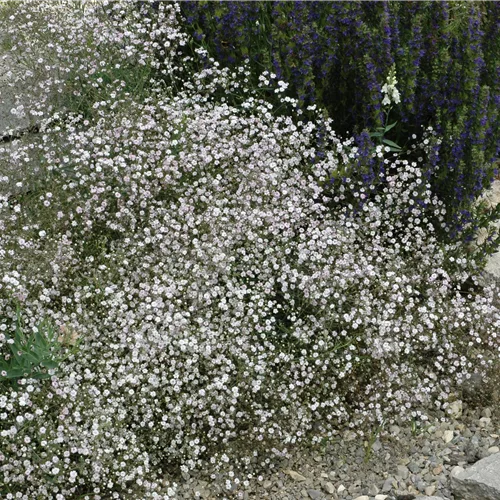Gypsophila paniculata 'Schneeflocke'